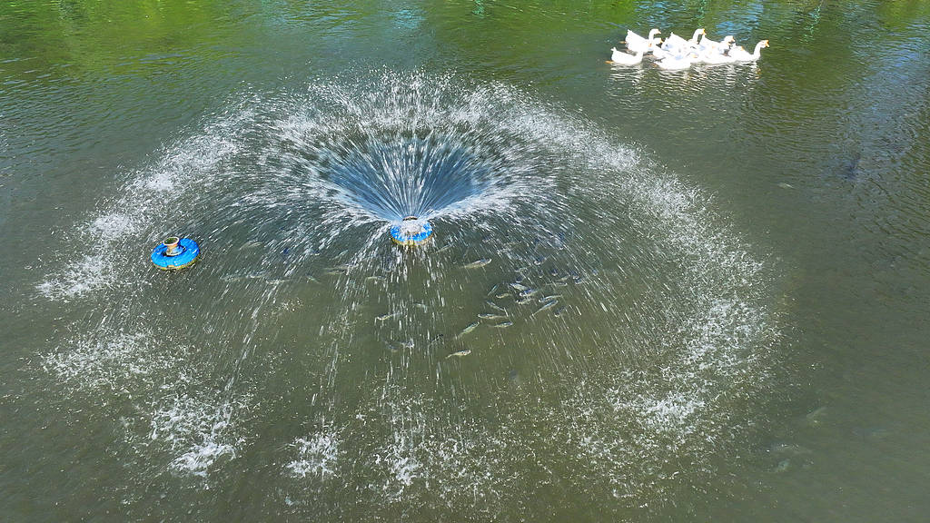 農婦荒塘內開挖養(yǎng)魚被控罪，免于刑事處罰也很冤:西鳳酒
