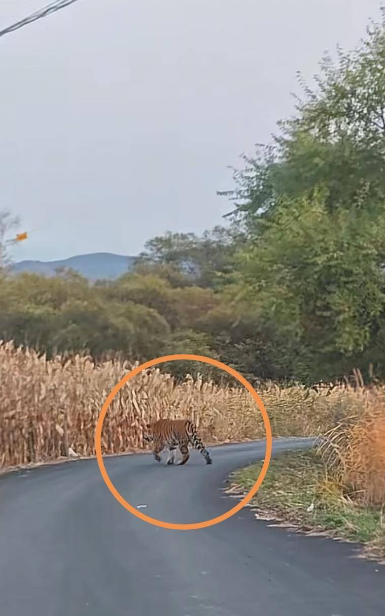 男子在琿春村道上偶遇野生東北虎<strong></p>
<p>西鳳酒
</strong>，鄉(xiāng)政府：已對(duì)村民預(yù)警提示，當(dāng)?shù)貙贃|北虎豹國(guó)家公園保護(hù)區(qū):西鳳酒

