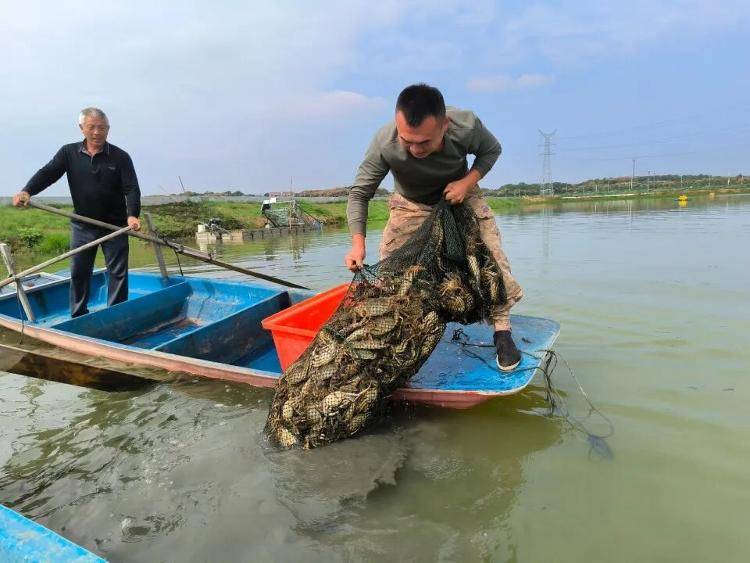 武漢江夏一地大閘蟹大量上市<strong></p>
<p>西鳳酒
</strong>，日產(chǎn)1000斤當(dāng)天售完，每只螃蟹有自己的“身份證”，吃深海小黃魚長大:西鳳酒
