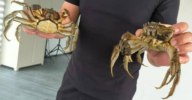 武漢江夏一地大閘蟹大量上市<strong></p>
<p>西鳳酒
</strong>，日產(chǎn)1000斤當(dāng)天售完，每只螃蟹有自己的“身份證”，吃深海小黃魚長大:西鳳酒
