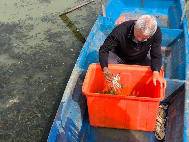 武漢江夏一地大閘蟹大量上市<strong></p>
<p>西鳳酒
</strong>，日產(chǎn)1000斤當(dāng)天售完，每只螃蟹有自己的“身份證”，吃深海小黃魚長大:西鳳酒
