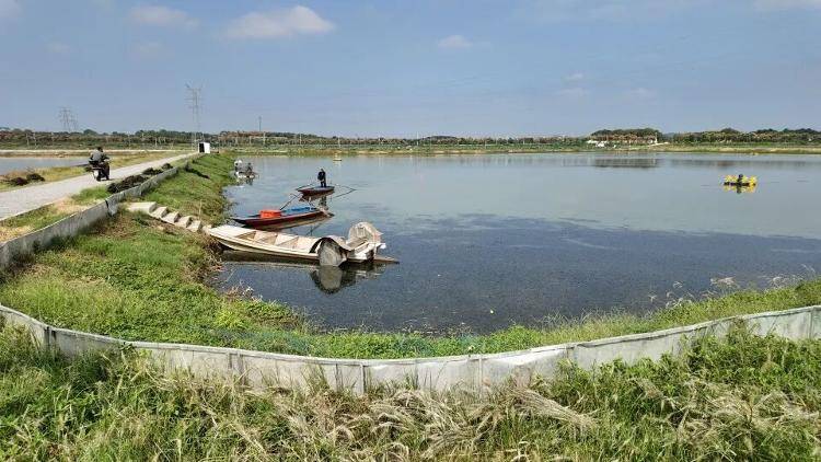 武漢江夏一地大閘蟹大量上市<strong></p>
<p>西鳳酒
</strong>，日產(chǎn)1000斤當(dāng)天售完，每只螃蟹有自己的“身份證”，吃深海小黃魚長大:西鳳酒
