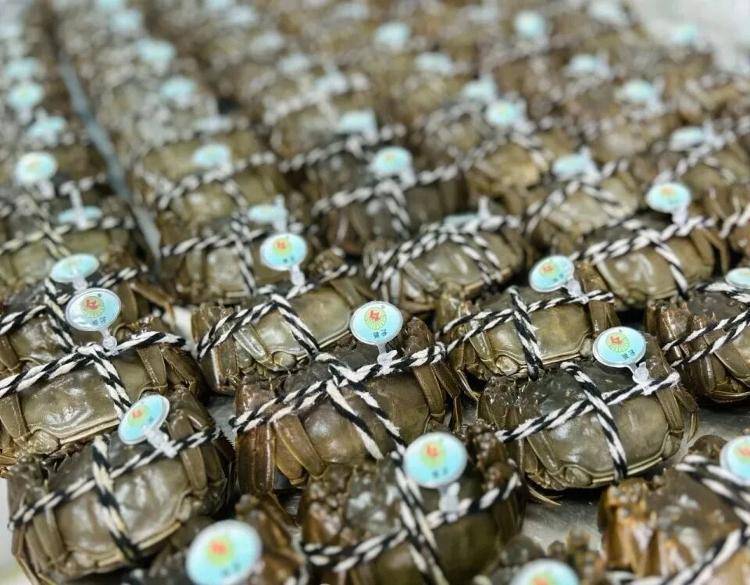 武漢江夏一地大閘蟹大量上市<strong></p>
<p>西鳳酒
</strong>，日產(chǎn)1000斤當(dāng)天售完，每只螃蟹有自己的“身份證”，吃深海小黃魚長大:西鳳酒
