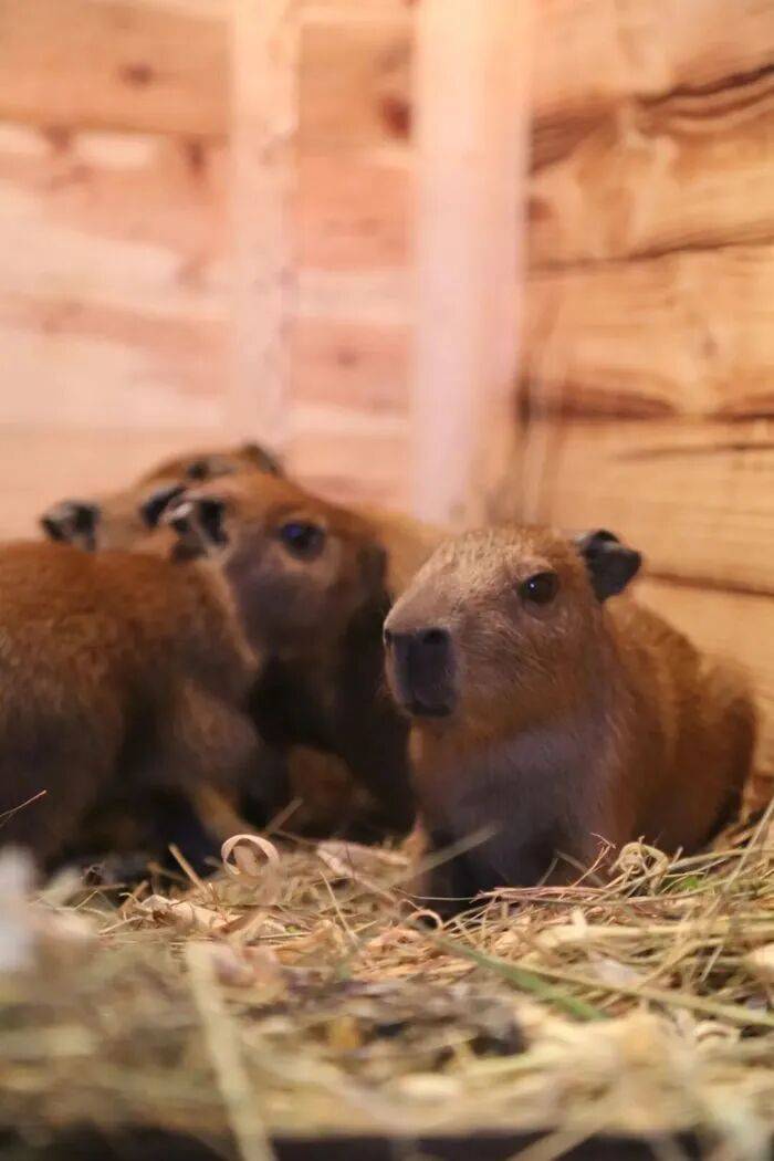 出生1小時就能獨(dú)立行走<strong></p>
<p>西鳳酒
</strong>，濟(jì)南動物園“果果”和“豚豚”的4只新生幼崽，周末和市民見面:西鳳酒
