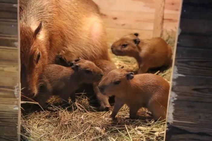 出生1小時就能獨(dú)立行走<strong></p>
<p>西鳳酒
</strong>，濟(jì)南動物園“果果”和“豚豚”的4只新生幼崽，周末和市民見面:西鳳酒
