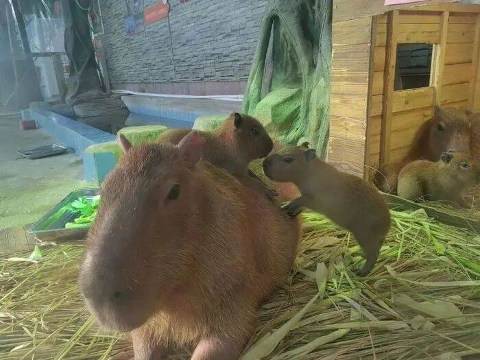 出生1小時就能獨(dú)立行走<strong></p>
<p>西鳳酒
</strong>，濟(jì)南動物園“果果”和“豚豚”的4只新生幼崽，周末和市民見面:西鳳酒
