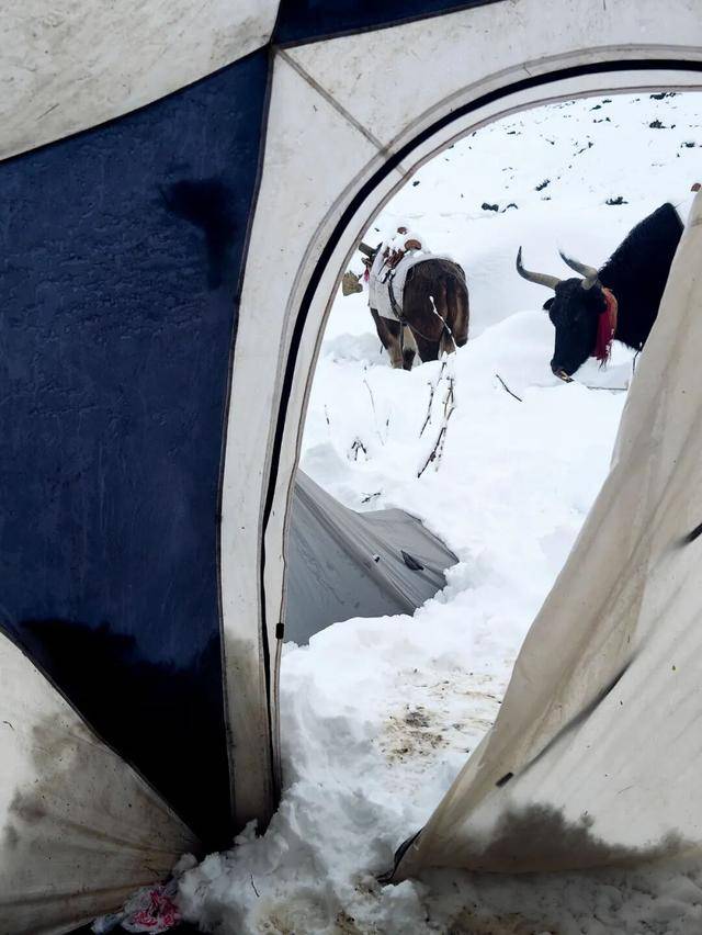 一年死亡近百人<strong></p>
<p>西鳳酒
</strong>，他們?yōu)槭裁催€要去？:西鳳酒
