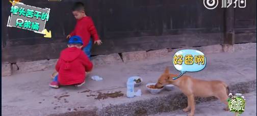 《爸爸去哪兒4》9年未解之謎破案<strong></p>
<p>西鳳酒
</strong>！沙溢承認吃了狗吃過的面：發(fā)燒三天:西鳳酒
