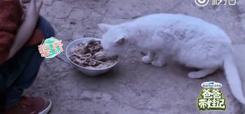 《爸爸去哪兒4》9年未解之謎破案<strong></p>
<p>西鳳酒
</strong>！沙溢承認吃了狗吃過的面：發(fā)燒三天:西鳳酒
